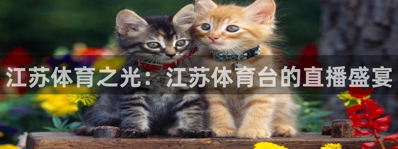 咪咕体育直播免费观看