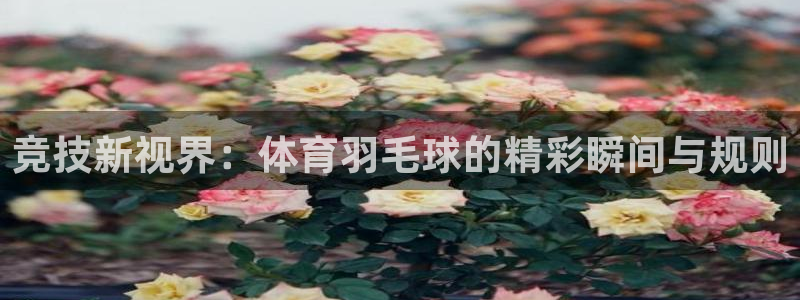 咪咕体育网页版入口
